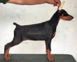 DogsIndia.com - Dobermann Pinscher - Ashville Kennels