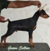 DogsIndia.com - Dobermann Pinscher - Ashville Kennels