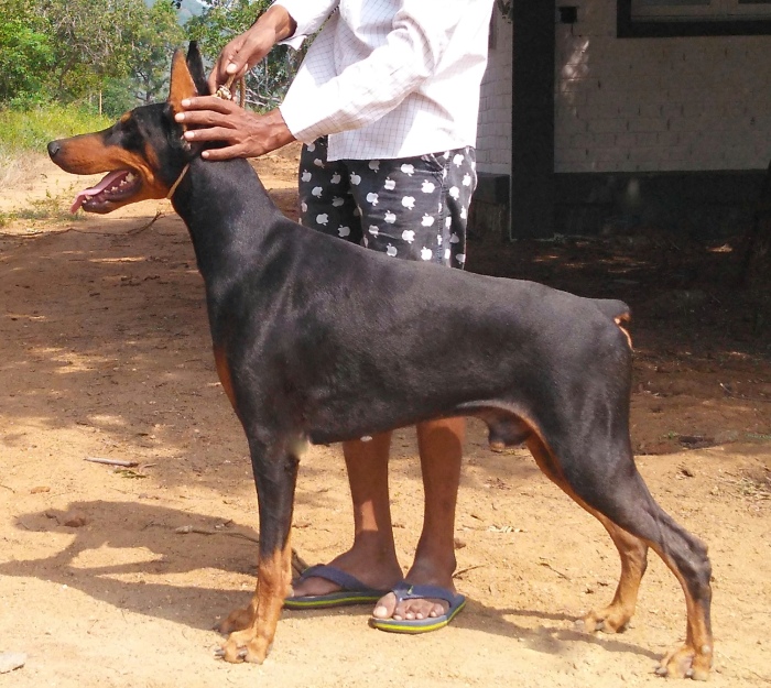 DogsIndia.com - Dobermann Pinscher - Ashville Kennels