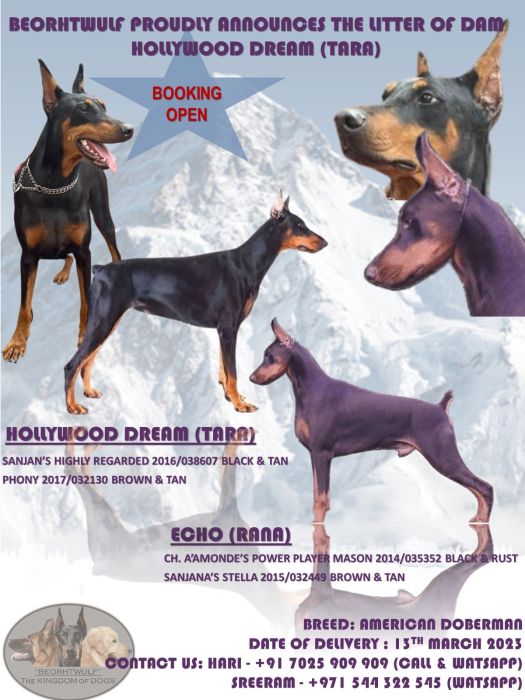 DogsIndia.com - Dobermann - Beorhtwulf Dogs