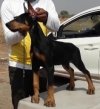 DogsIndia.com - Dobermann - Dalvi Kennels