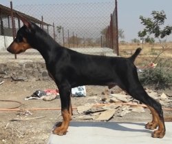 DogsIndia.com - Dobermann - Dalvi Kennels