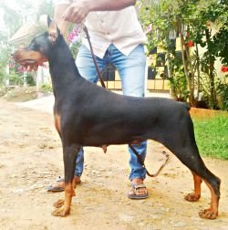DogsIndia.com - Dobermann Pinscher - Erifon's Kenne