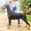 DogsIndia.com - Dobermann Pinscher - Erifon's Kennel