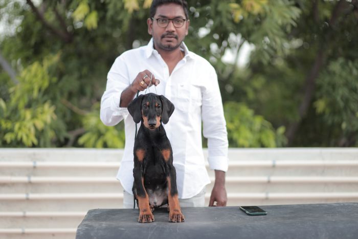 DogsIndia.com - Dobermann - Gopikannan