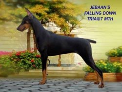 Dobermann