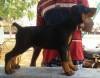 DogsIndia.com - Dobermann Pinscher - Johnson