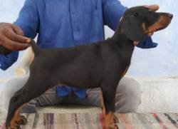 DogsIndia.com - Dobermann Pinscher - Johnson