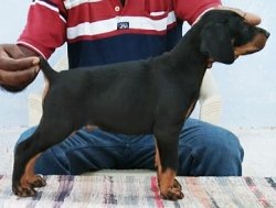 DogsIndia.com - Dobermann Pinscher - Johnson