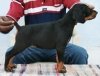DogsIndia.com - Dobermann Pinscher - Johnson
