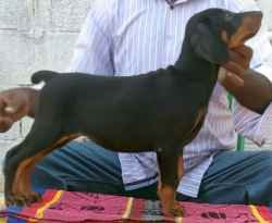 DogsIndia.com - Dobermann Pinscher - Johnson