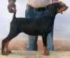 DogsIndia.com - Dobermann Pinscher - Johnson