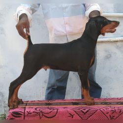 DogsIndia.com - Dobermann Pinscher - Johnson