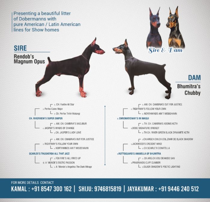 DogsIndia.com - Dobermann - Kamal