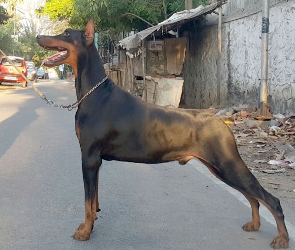 DogsIndia.com - Dobermann - Matchpoint Kennels