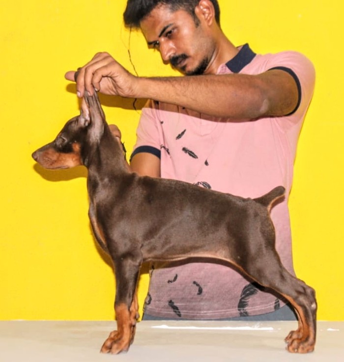 DogsIndia.com - Dobermann Pincher - Mayaa Kennels