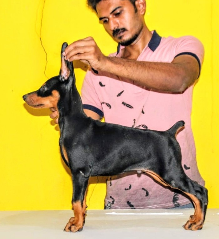 DogsIndia.com - Dobermann Pincher - Mayaa Kennels