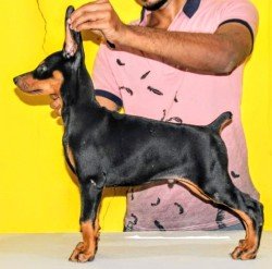 DogsIndia.com - Dobermann Pincher - Mayaa Kennels