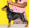 DogsIndia.com - Dobermann Pincher - Mayaa Kennels