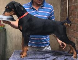DogsIndia.com - Dobermann - Mishra
