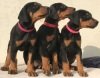 DogsIndia.com - Dobermann - Mishra