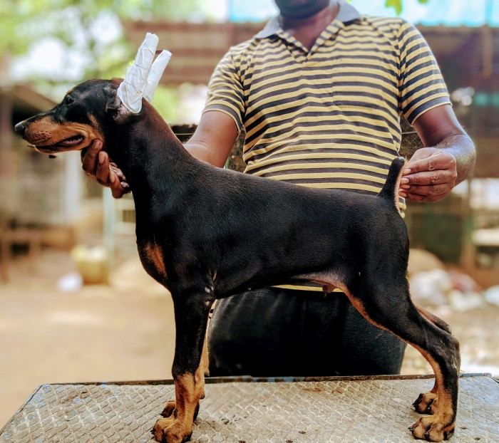 DogsIndia.com - Dobermann - Niche Kennels - Vetri