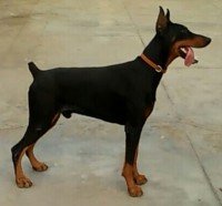 DogsIndia.com - Dobermann - Niche Kennels - Nirmal