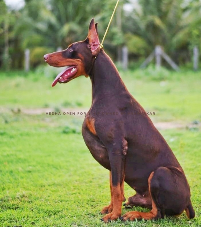 DogsIndia.com - Dobermann - Prabhakar