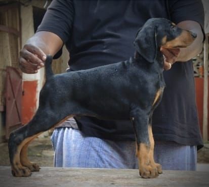 DogsIndia.com - Dobermann - Prasanna