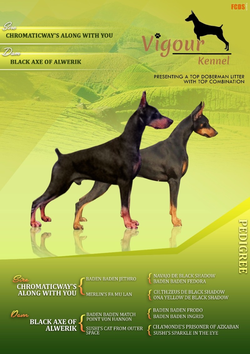 DogsIndia.com - Dobermann Pinscher - Prathik - Vigour Kennel