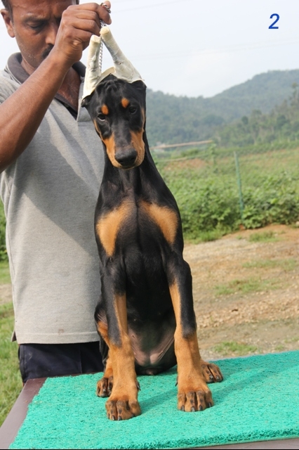 DogsIndia.com - Dobermann Pinscher - Prathik - Vigour Kennel