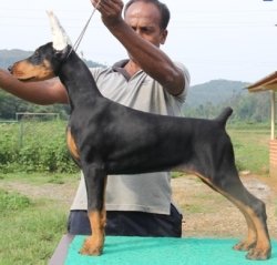 DogsIndia.com - Dobermann Pinscher - Prathik - Vigour Kennel