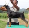 DogsIndia.com - Dobermann Pinscher - Prathik - Vigour Kennel