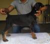 DogsIndia.com - Dobermann - Prithviraj