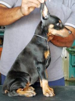 DogsIndia.com - Dobermann Pinscher - Raghu
