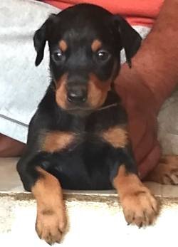DogsIndia.com - Dobermann - Raghuraman