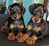 DogsIndia.com - Dobermann Pinscher - Raghu