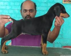 DogsIndia.com - Dobermann Pinscher - Raghu