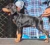 DogsIndia.com - Dobermann Pinscher - Raghu