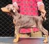 DogsIndia.com - Dobermann Pinscher - Raghu