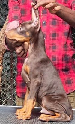 DogsIndia.com - Dobermann Pinscher - Raghu