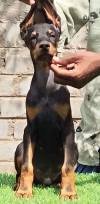 DogsIndia.com - Dobermann Pinscher - Raghu