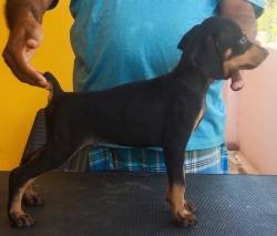 DogsIndia.com - Dobermann Pinscher - Raghu