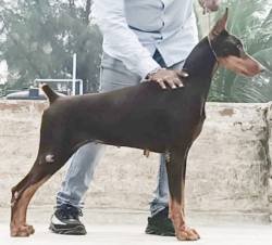 DogsIndia.com - Dobermann Pinscher - Raghu