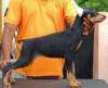 DogsIndia.com - Dobermann Pinscher - Raghu