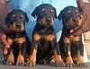 DogsIndia.com - Dobermann - Raghuraman