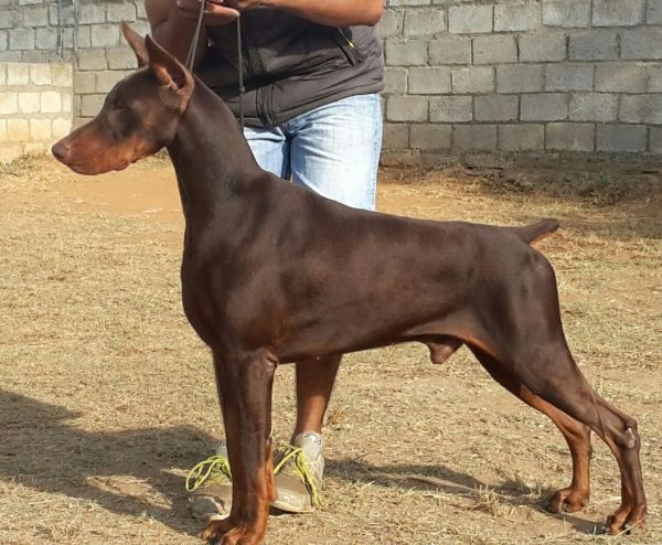 DogsIndia.com - Dobermann Grown Up For Sale - Rionna Kennels