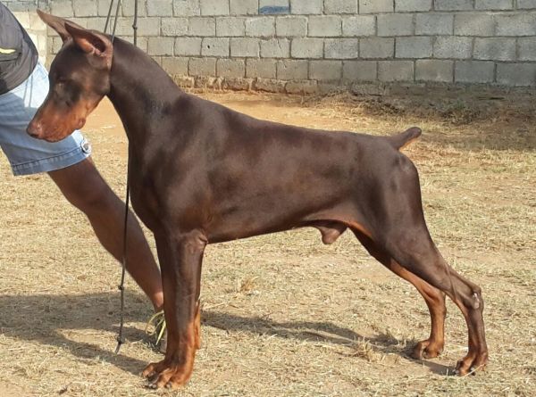 DogsIndia.com - Dobermann Grown Up For Sale - Rionna Kennels