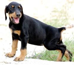 DogsIndia.com - Dobermann - Sasi Kumar