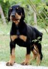 DogsIndia.com - Dobermann - Sasi Kumar
